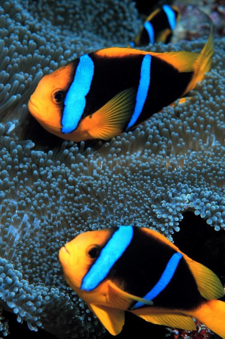 Orange-fin anemonefish Orangefin AnemonefishOrangefin Clownfish Males Amphiprion