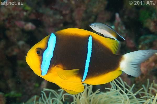 Orange-fin anemonefish CORAL BONUS From One Comes Many The Myriad Blue Stripe Clownfishes