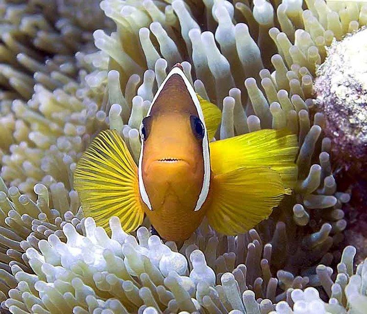 Orange-fin anemonefish black jack Madang Ples Bilong Mi