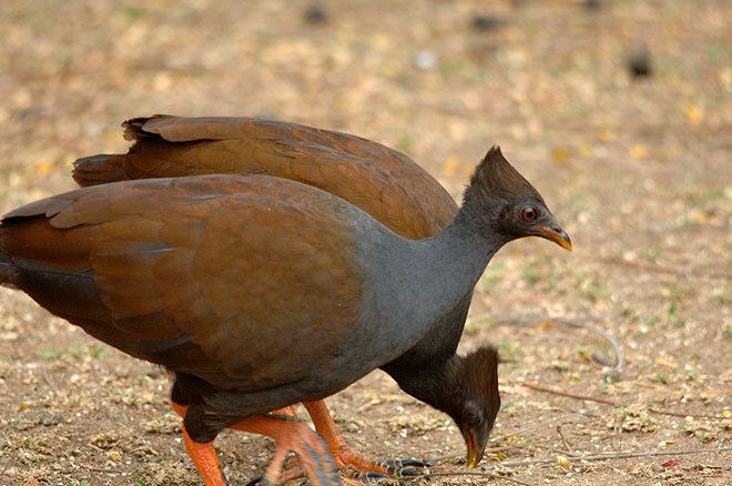 Orange-footed scrubfowl Orange Footed Scrubfowl can be spotted at Thala Australia