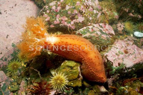 Orange-footed sea cucumber imagesciencesourcecompreview3L7639Orangefoot