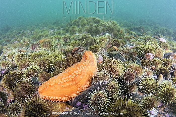 Orange-footed sea cucumber Minden Pictures stock photos Green Sea Urchin Strongylocentrotus