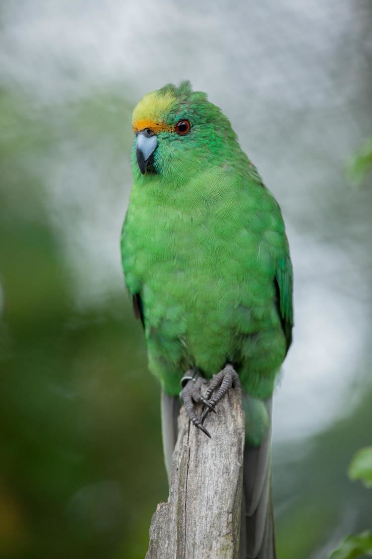 Orange-fronted parakeet Orangefronted parakeet New Zealand Birds Online