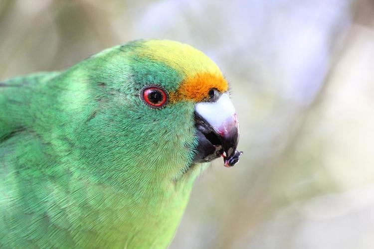 Orange-fronted parakeet Orangefronted parakeet New Zealand Birds Online