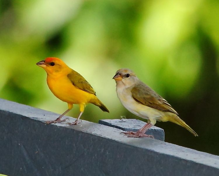 Orange-fronted yellow finch httpsuploadwikimediaorgwikipediacommons33