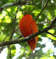 Orange fruit dove httpsuploadwikimediaorgwikipediacommonsthu