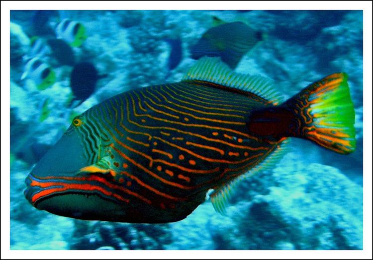 Orange-lined triggerfish orangelined triggerfish coral reef Bora Bora French Pol Flickr