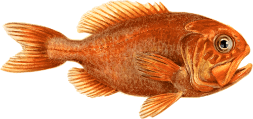 Orange roughy Orange Roughy Recommendations from the Seafood Watch Program