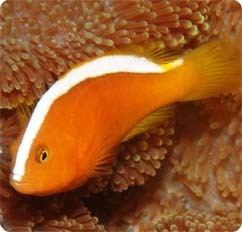 Orange skunk clownfish Orange Skunk Clownfish Captive Bred Amphiprion sandaracinos