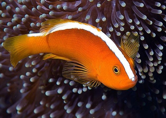 Orange skunk clownfish Buy Orange Skunk Clown Online at Aquarium Warehouse