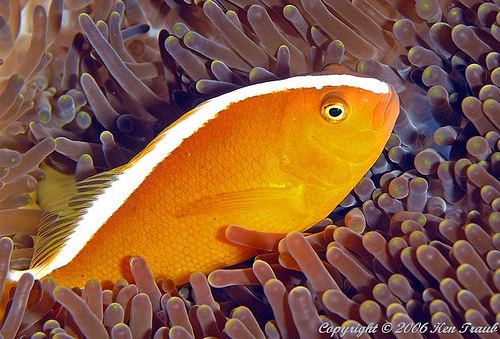 Orange skunk clownfish AquaticLog stock by schieri Added 2 Orange Skunk Clownfish