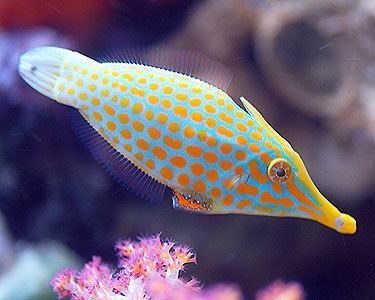 Orange spotted filefish Orangespotted Filefish Aquarium Hobbyist Social Networking