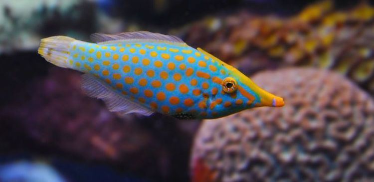 Orange spotted filefish Fish Hide From Predators By Smelling Like Coral Popular Science