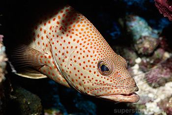 Orange-spotted grouper Research Institute for Aquaculture No1