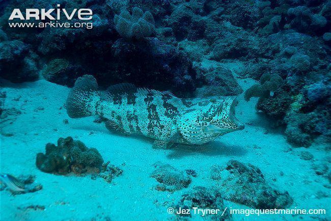Orange-spotted grouper Orangespotted grouper videos photos and facts Epinephelus