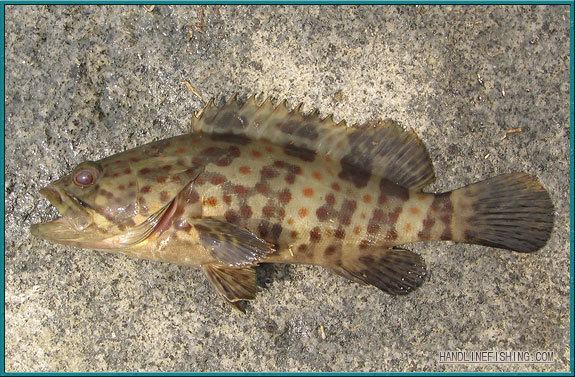 Orange-spotted grouper Orangespotted Grouper HLF