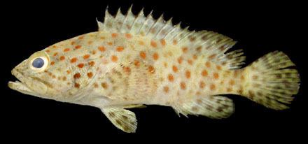 Orange-spotted grouper httpswwwkahakugojpresearchdbzoologyFishe