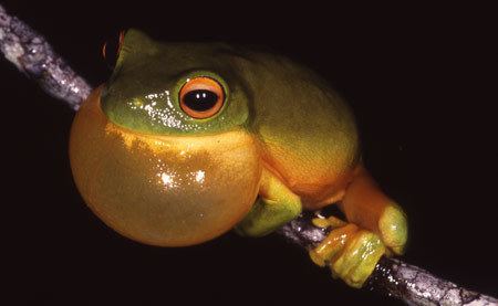 Orange-thighed frog Litoria xanthomera Orangethighed frog