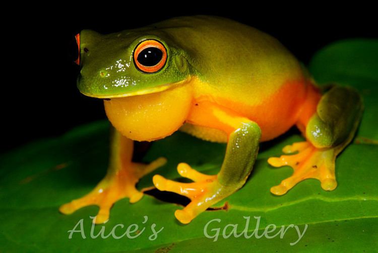 Orange-thighed frog Litoria xanthomera OrangeThighed Tree Frog lyrebirdgallery