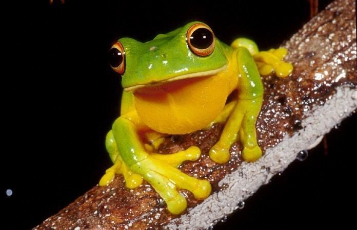 Orange-thighed frog Orange thighed treefrog Litoria xanthomera Department of