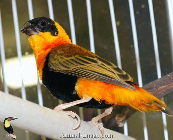 Orange weaver Orange Weaver Finch More info