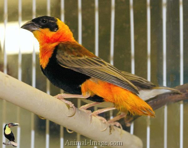 Orange weaver Orange Weaver Finch More info