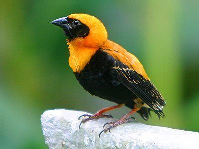 Orange weaver Orange Weaver Jigsaw Puzzle JigZonecom