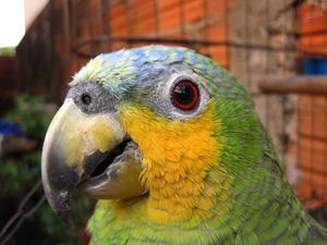 Orange-winged amazon OrangeWinged Amazon Parrot Personality Food amp Care Pet Birds by