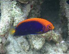 Orangeback angelfish httpsuploadwikimediaorgwikipediacommonsthu