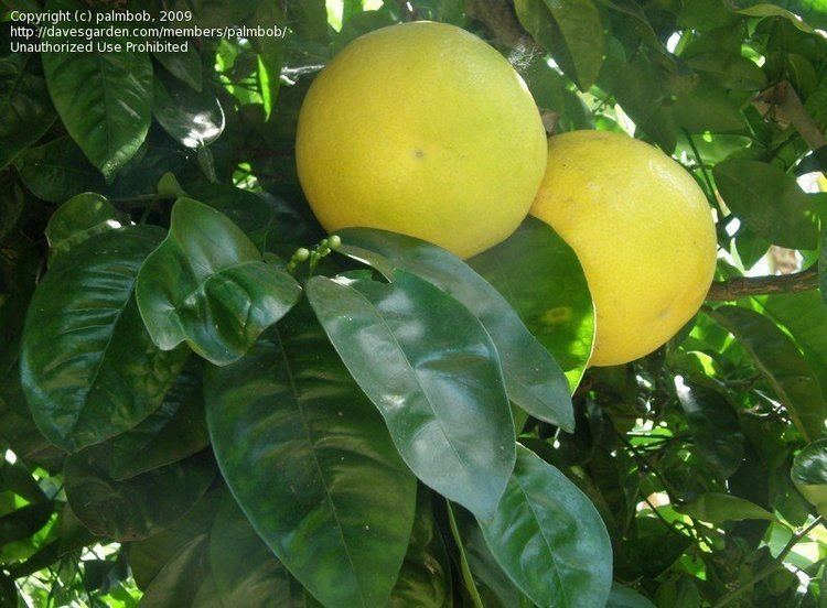 Orangelo PlantFiles Pictures Orangelo 39Chironja39 Citrus by palmbob