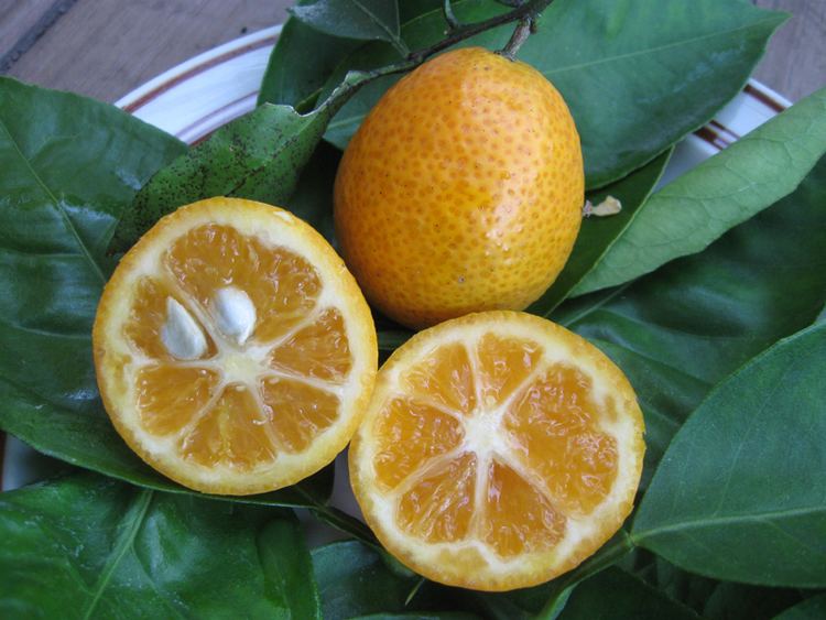 Orangequat Citrus Orangequat Just Fruits and Exotics