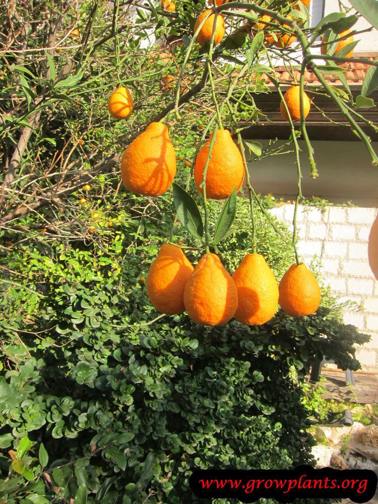 Orangequat Orangequat Growing Grow Plants