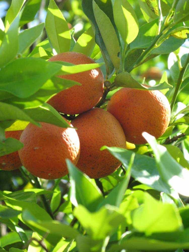 Orangequat Citrus ID Fact Sheet Orangequat