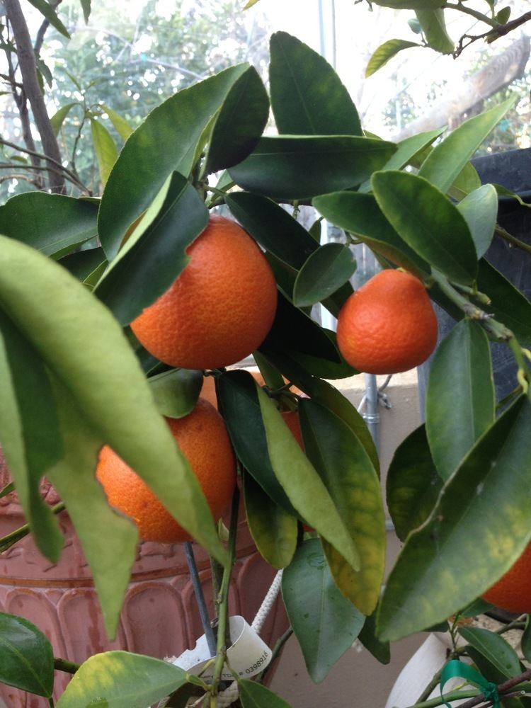 Orangequat Nippon Orangequat is a cross between a Satsuma mandarin and a Meiwa