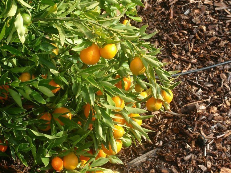 Orangequat Citrus Pages Kumquats