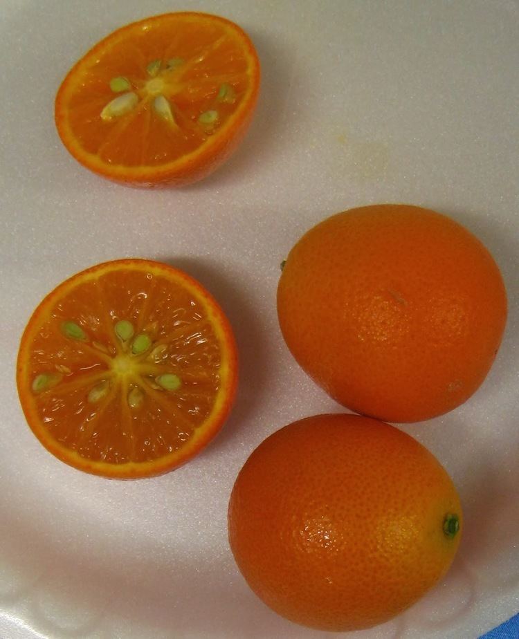 Orangequat Hardy Citrus Orangequat
