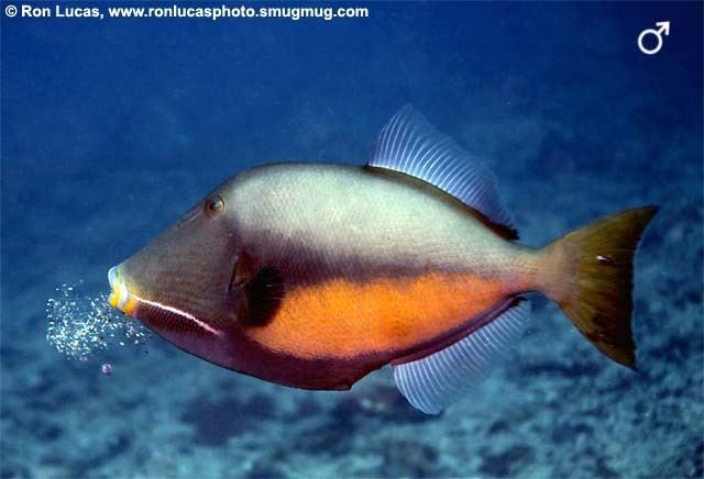 Orangeside triggerfish Shorefishes Gallery
