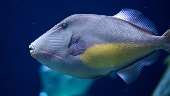 Orangeside triggerfish Zenfolio Suto Photos New England and Scripps Aquariums