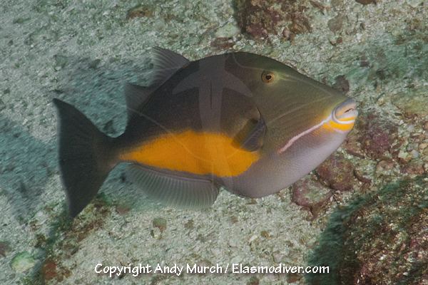 Orangeside triggerfish wwwelasmodivercomFish20PicturesOrangesideTri