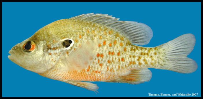 Orangespotted sunfish Orangespotted Sunfish