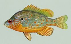Orangespotted sunfish httpsuploadwikimediaorgwikipediacommonsthu