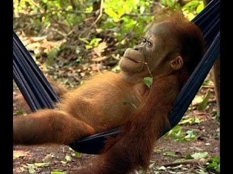 Orangutan Diary Noddy39s first day at school Orangutan Diary BBC YouTube