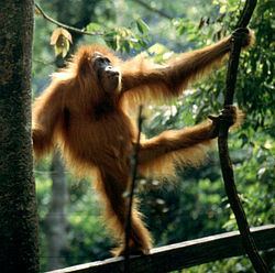 Orangutan Diary Orangutan Diary Wikipedia