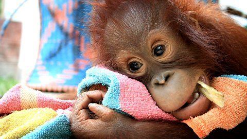 Orangutan Diary BBC Two Orangutan Diary