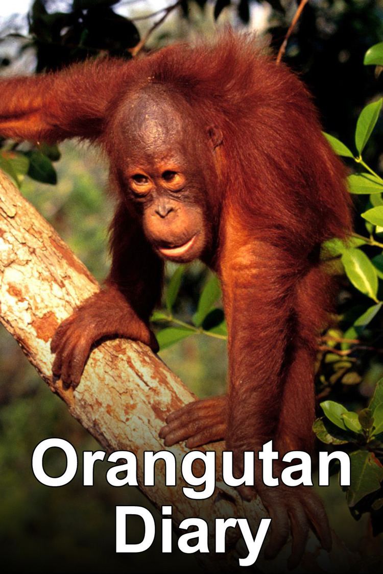 Orangutan Diary wwwgstaticcomtvthumbtvbanners272434p272434