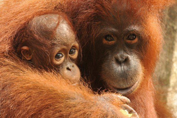 Orangutan Diary Orangutan Diary KPBS