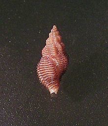 Orania (gastropod) httpsuploadwikimediaorgwikipediacommonsthu