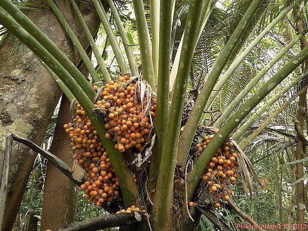 Oraniopsis Oraniopsis appendiculata Palmpedia Palm Grower39s Guide
