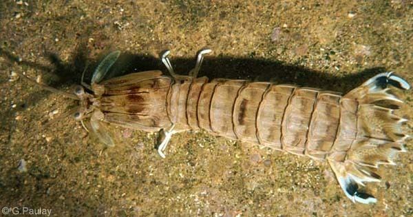 Oratosquilla oratoria Cook Islands Biodiversity Oratosquilla fabricii a mantis shrimp