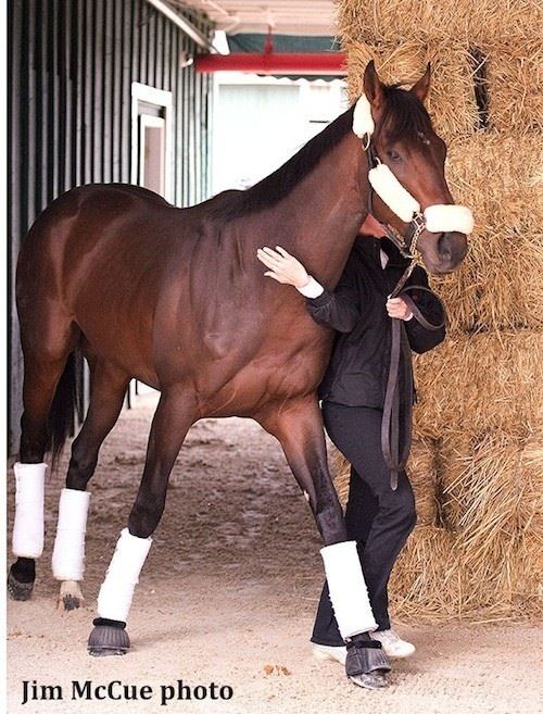 Orb (horse) Hello Baltimore Orb Arrives for Preakness Horse Racing News